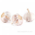 Fresh Red Garlic Seeds Factory Supply